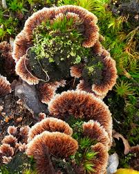 Attēlu rezultāti vaicājumam “Thelephora terrestris”