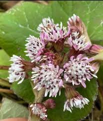 Attēlu rezultāti vaicājumam “Petasites spurius flower”