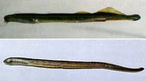 Image result for Lethenteron camtschaticum