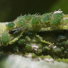 Attēlu rezultāti vaicājumam “Aphis farinosa”