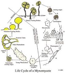 Attēlu rezultāti vaicājumam “Physarum penetrale spores”