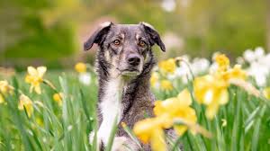 Afbeeldingsresultaat voor honden