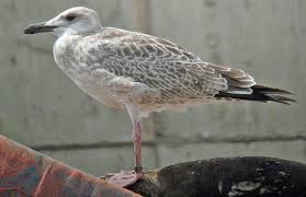 Image result for Larus cachinnans