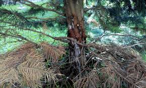 Attēlu rezultāti vaicājumam “Neonectria fuckeliana”