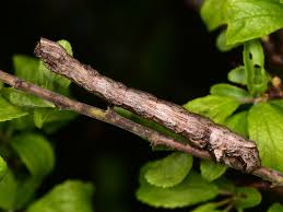 Attēlu rezultāti vaicājumam “Crocallis elinguaria larva”