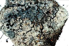 Attēlu rezultāti vaicājumam “Trapeliopsis granulosa”