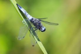 Attēlu rezultāti vaicājumam “Libellula fulva male”