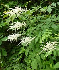 Image result for Aruncus dioicus