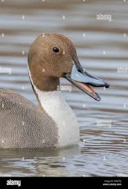 Attēlu rezultāti vaicājumam “Anas acuta male”