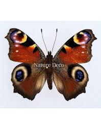 Attēlu rezultāti vaicājumam “Inachis io”