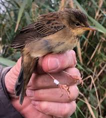 Image result for Locustella certhiola