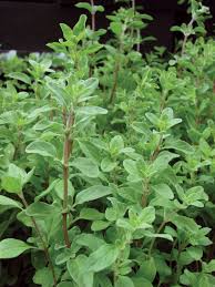 Image result for Origanum majorana