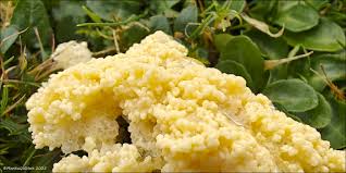 Attēlu rezultāti vaicājumam “Cribraria vulgaris macro”