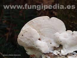 Attēlu rezultāti vaicājumam “Postia stiptica”