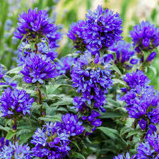 Attēlu rezultāti vaicājumam “Campanula glomerata fruit”