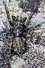 Attēlu rezultāti vaicājumam “Salticus sp.”