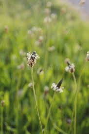 Attēlu rezultāti vaicājumam “Plantago major flower”