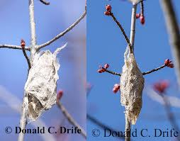 Attēlu rezultāti vaicājumam “cocoon”