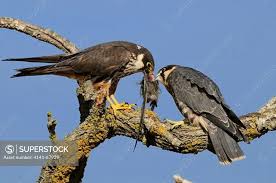 Attēlu rezultāti vaicājumam “Falco subbuteo adult”