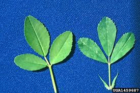 Attēlu rezultāti vaicājumam “Melilotus officinalis leaf”