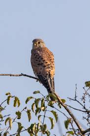 Attēlu rezultāti vaicājumam “Falco tinnunculus”