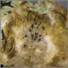 Attēlu rezultāti vaicājumam “Arthonia spadicea”