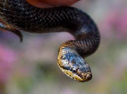 Image result for Winfrith Sac