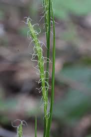 Attēlu rezultāti vaicājumam “Carex sylvatica flower”