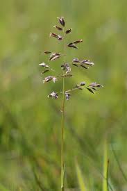 Attēlu rezultāti vaicājumam “Poa pratensis flower”