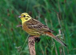 Attēlu rezultāti vaicājumam “Emberiza citrinella juvenile”