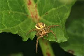 Attēlu rezultāti vaicājumam “Xysticus ulmi”