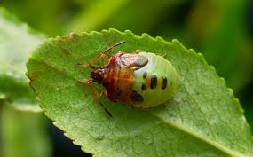 Attēlu rezultāti vaicājumam “Elasmucha ferrugata”