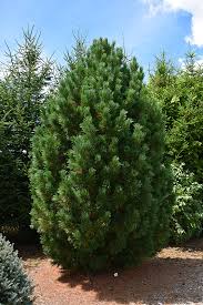 Image result for Pinus cembra