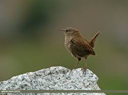 Attēlu rezultāti vaicājumam “Troglodytes troglodytes”