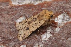 Attēlu rezultāti vaicājumam “Conistra rubiginea”