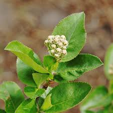 Attēlu rezultāti vaicājumam “Aronia melanocarpa bud”