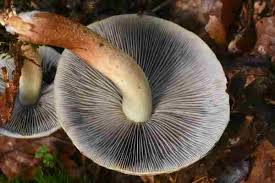Attēlu rezultāti vaicājumam “Hypholoma lateritium”