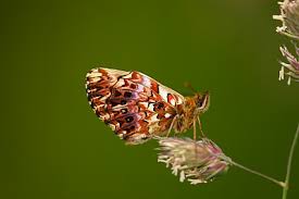 Attēlu rezultāti vaicājumam “Boloria titania underside”