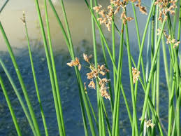 Attēlu rezultāti vaicājumam “Schoenoplectus lacustris subsp. glaucus fruit”