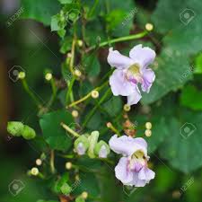 Attēlu rezultāti vaicājumam “Viola uliginosa bud”