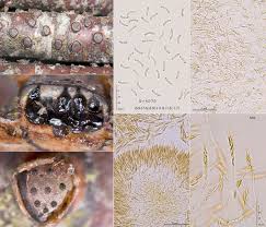 Attēlu rezultāti vaicājumam “Diatrype disciformis”