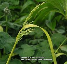 Attēlu rezultāti vaicājumam “Milium effusum flower”