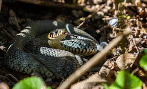 Attēlu rezultāti vaicājumam “Natrix natrix”