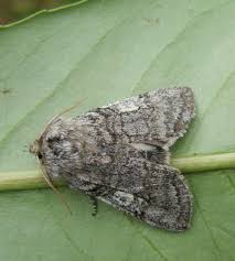 Attēlu rezultāti vaicājumam “Achlya flavicornis”