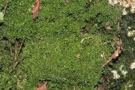 Attēlu rezultāti vaicājumam “Lepidozia reptans”