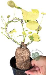 Attēlu rezultāti vaicājumam “Trichia erecta stalked”