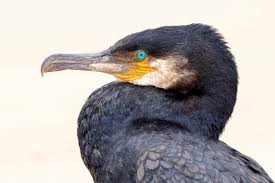 Image result for Phalacrocorax carbo