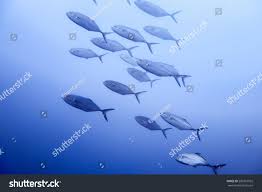 Image result for Caranx crysos