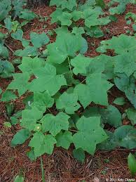 Attēlu rezultāti vaicājumam “Rubus parviflorus leaf”
