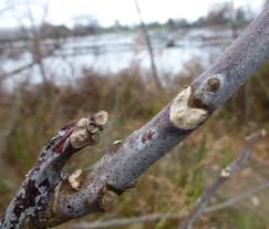 Attēlu rezultāti vaicājumam “Gymnocladus dioicus bud”